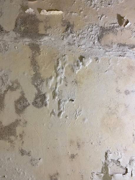 Best Mold Testing  in Chandler, IN