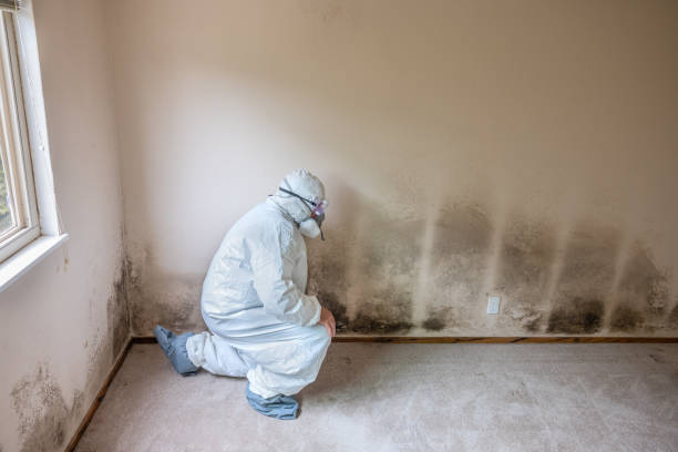 Best Commercial Mold Removal  in Chandler, IN