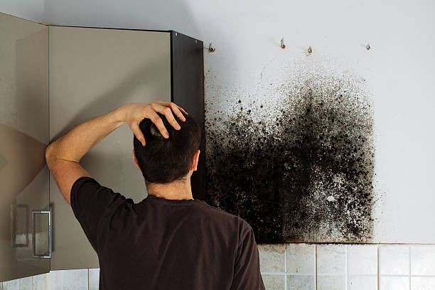Best Black Mold Removal  in Chandler, IN