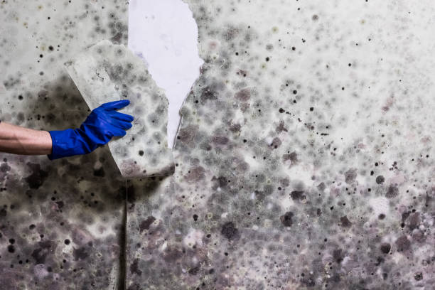 Best Mold Damage Repair  in Chandler, IN